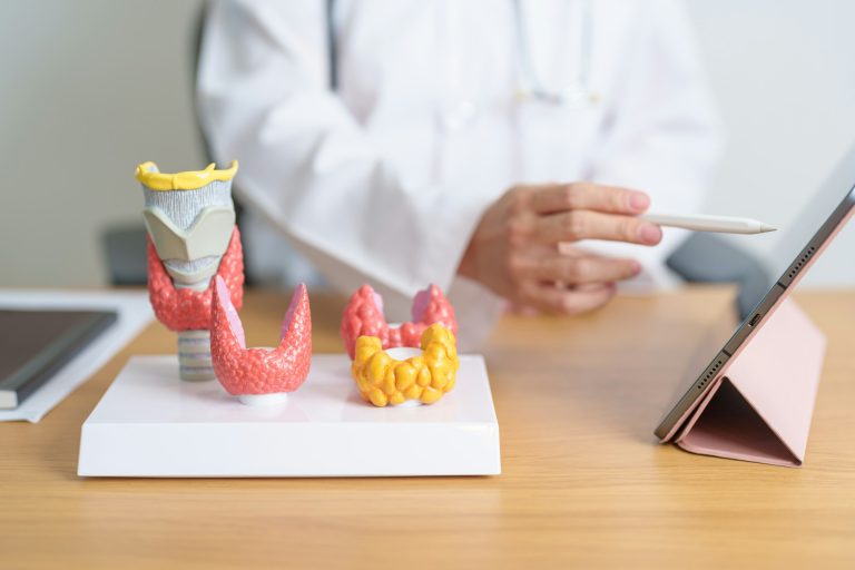 Doctor with human Thyroid anatomy model and tablet.
