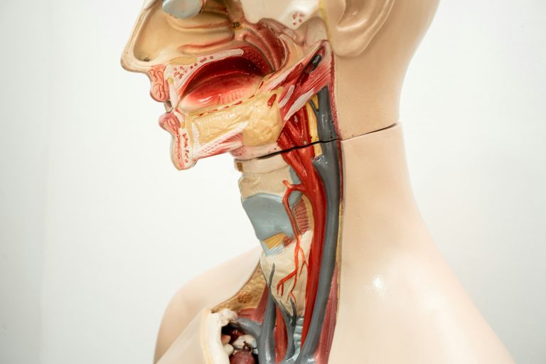 The throat, pharynx and larynx model anatomy for medical training course, teaching medicine